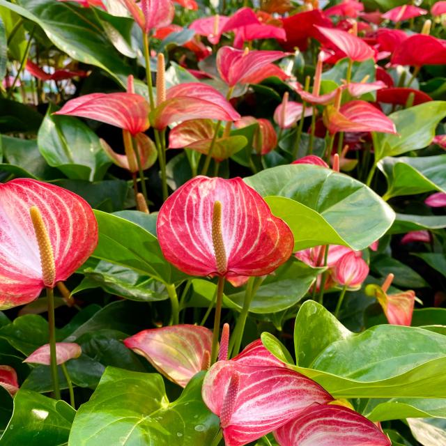 Anthurium Fleur Martinique