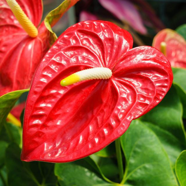 Anthurium Fleur Martinique