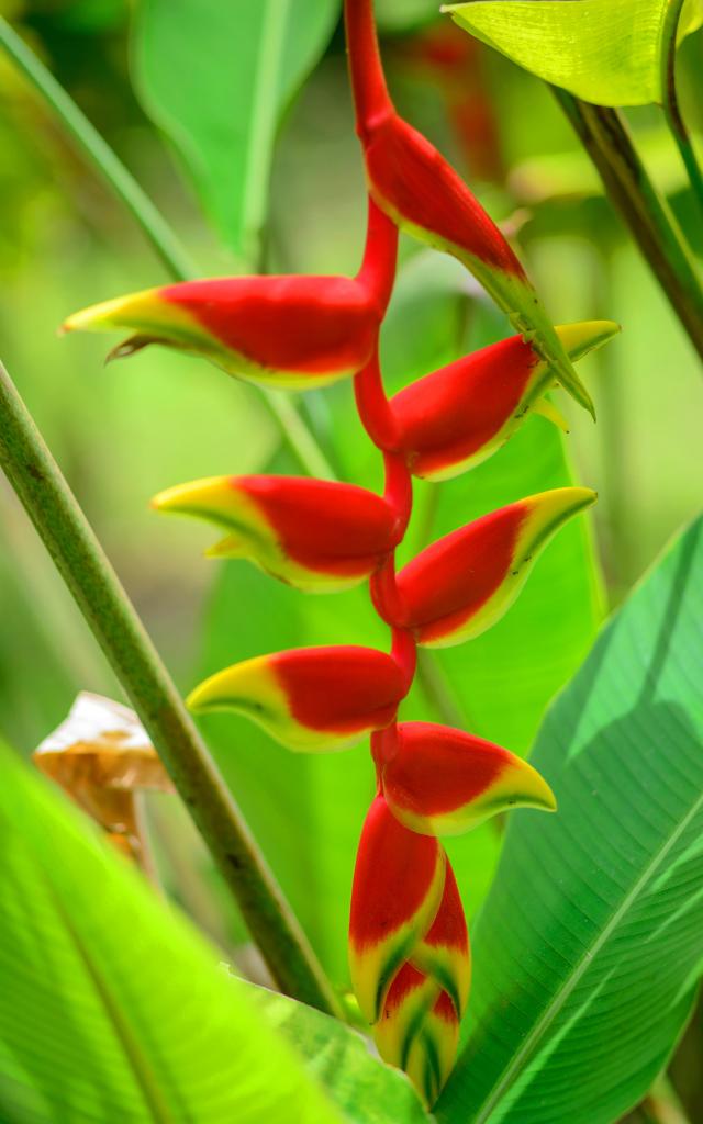 Balisier Heliconia Fleur Martinique