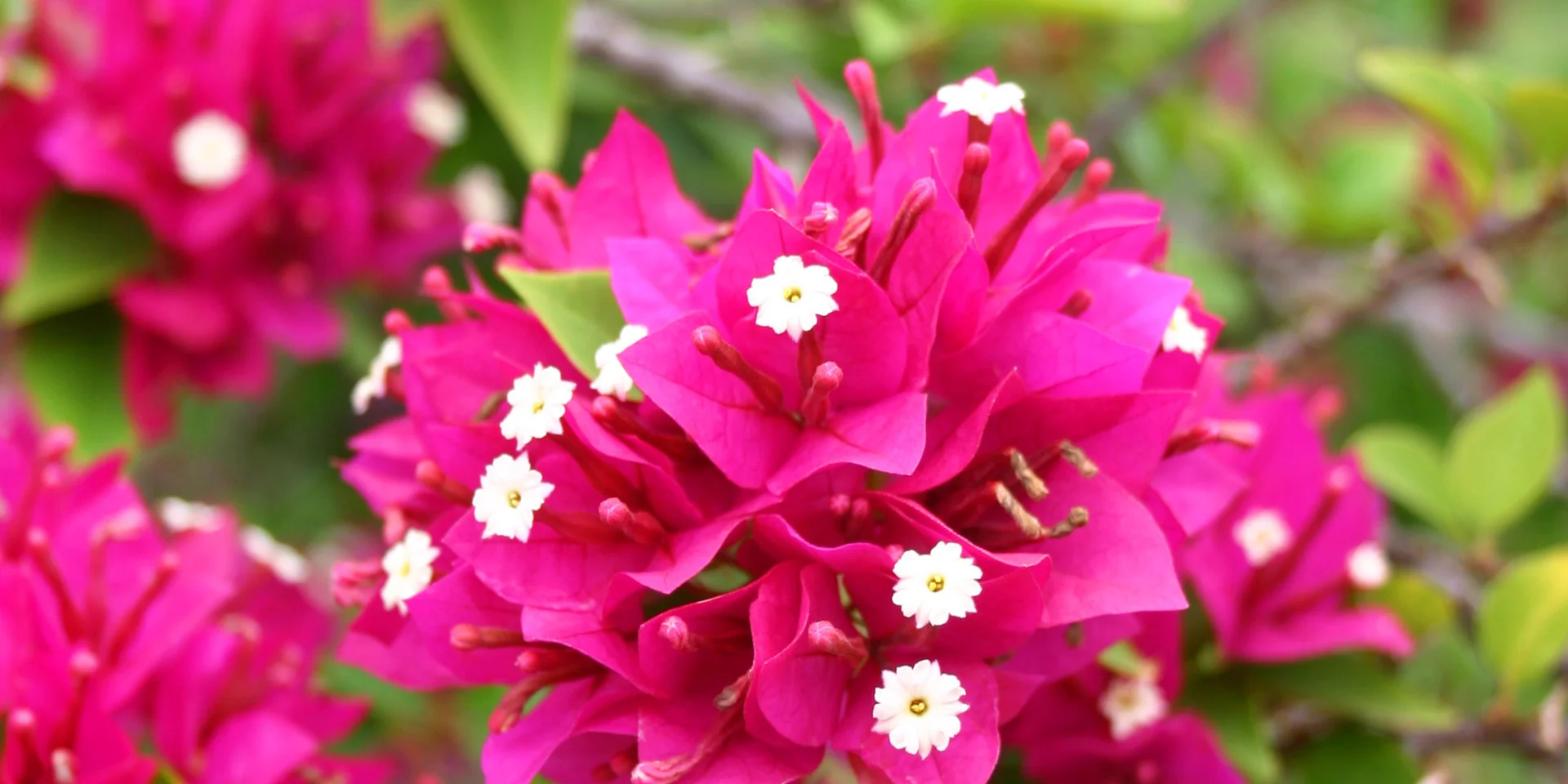 Bougainvillier Fleur tropicale Martinique