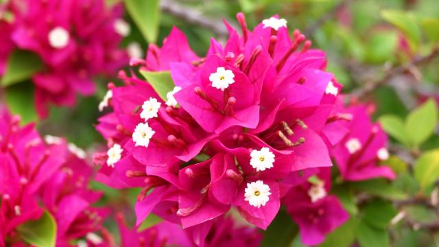 Bougainvillier Fleur tropicale Martinique