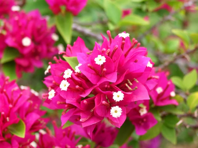 Bougainvillier Fleur tropicale Martinique