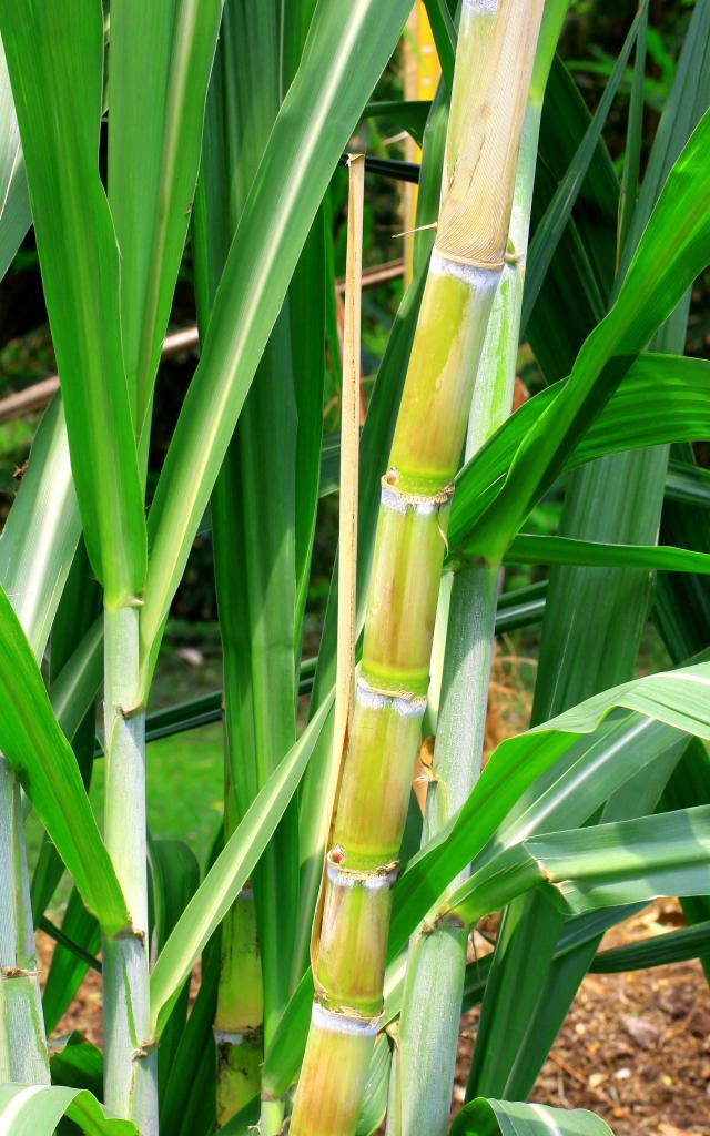 Canne à sucre Martinique