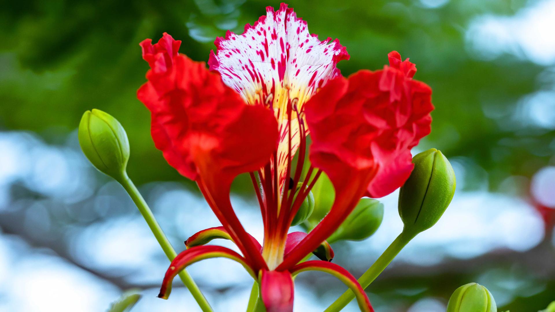 Flamboyant red Flower Martinique