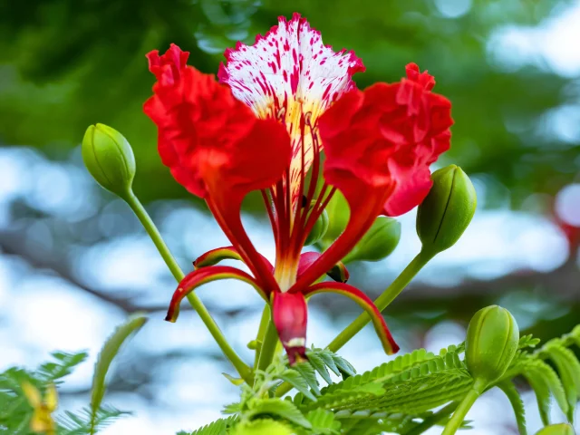 Flamboyant rouge Bougainvillier Fleur tropicale Martinique