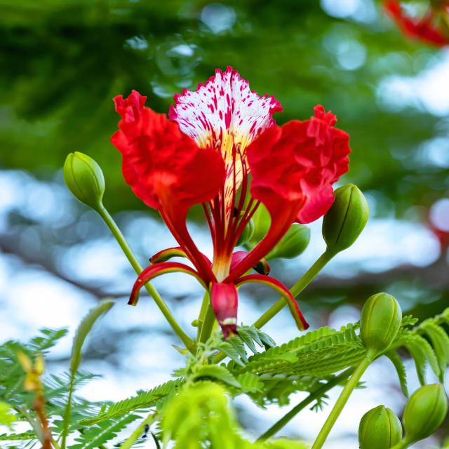 Flamboyant rouge Bougainvillier Fleur tropicale Martinique