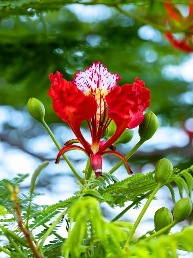 Flamboyant rouge Bougainvillier Fleur tropicale Martinique