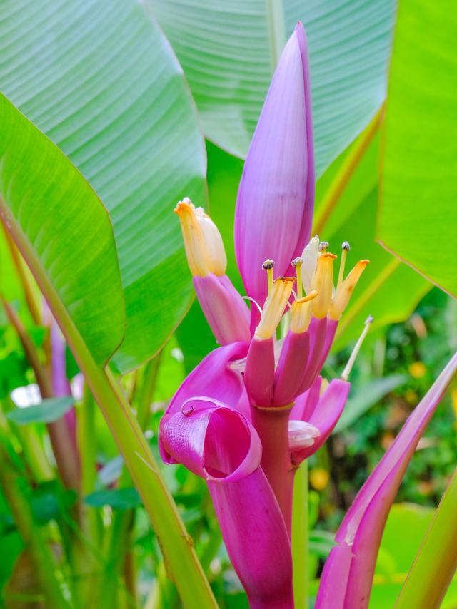 Flower of banana tree Museum of banana Sainte-Marie Martinique