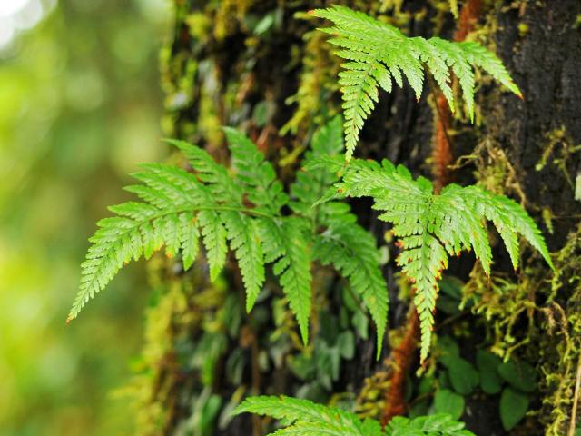 Foret Arbre Fougère Martinique