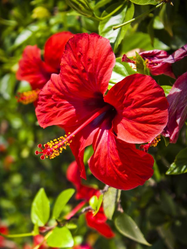 Hibiscus Fleur Martinique