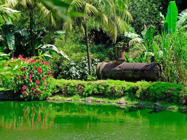 Jardin Bassin Distillery JM Macouba Martinique