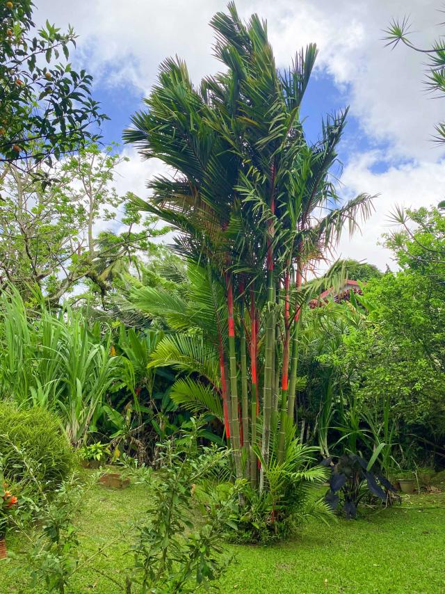 Garden Boiler Morne-Rouge Martinique