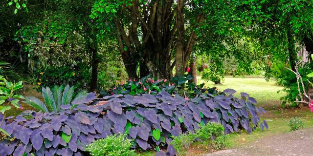 Jardin Restaurant La Chaudiere Morne-Rouge Martinique