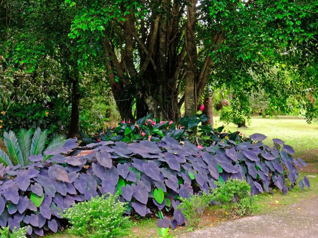 Garden Boiler Morne-Rouge Martinique