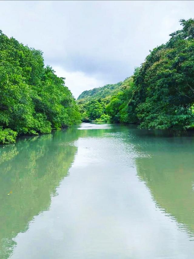 Mangrove Excursion Libodo Rivière Pilote Martinique