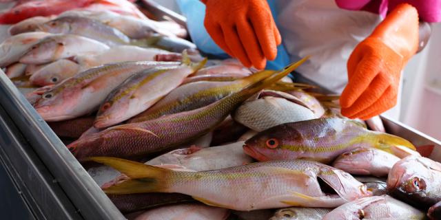 Fish market Étal Sarde Francois Martinique