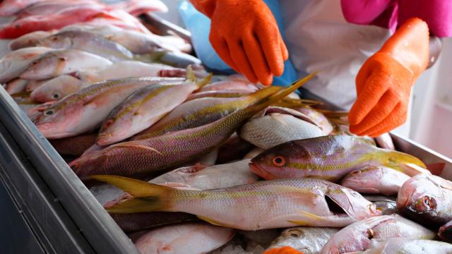 Marché aux poissons Étal Sarde François Martinique