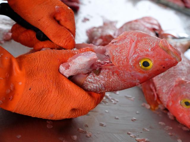 Nettoyage et écaillage Poisson Pêcheur François Martinique