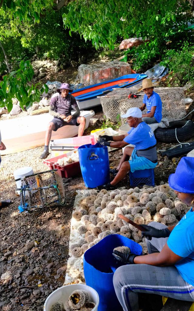 Nettoyage oursin Pêcheur Petite Anse Anses-d'Arlet Martinique