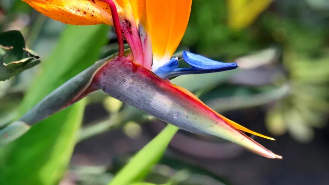 Oiseau du paradis Fleur Martinique