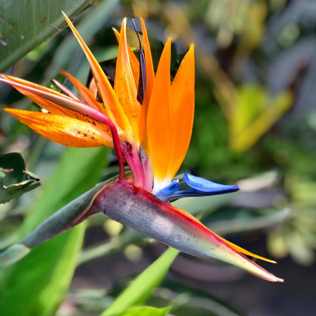 Oiseau du paradis Fleur Martinique