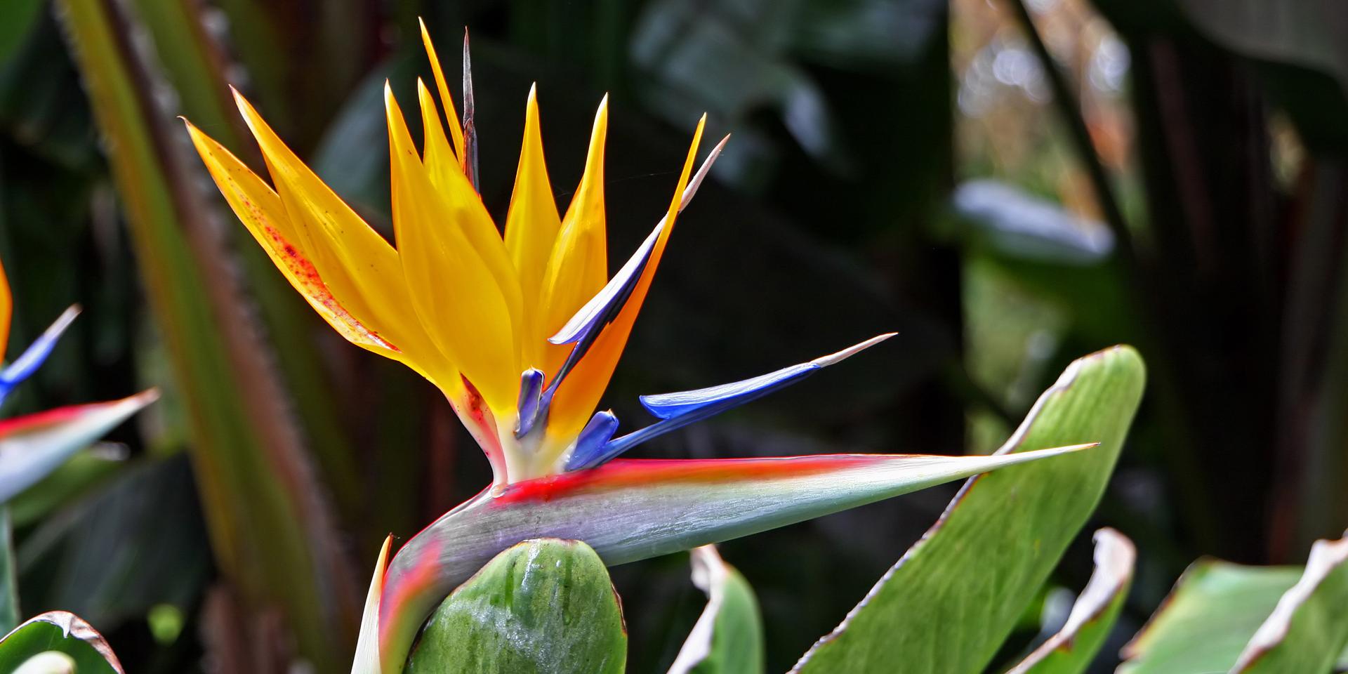 Bird of Paradise Flower Martinique