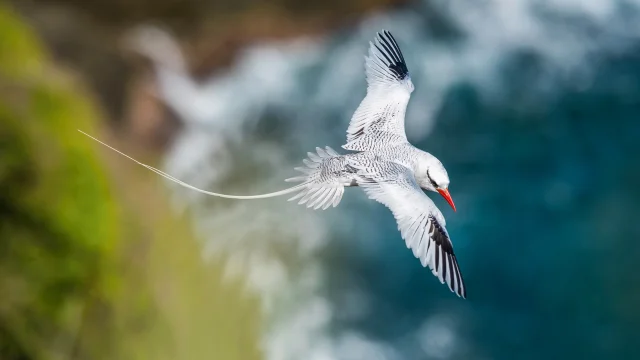 Paille en queue Oiseau Martinique