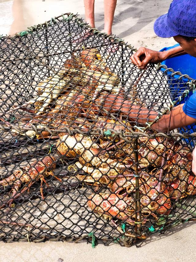 Lobster trap fishing Anses d'Arlet Martinique