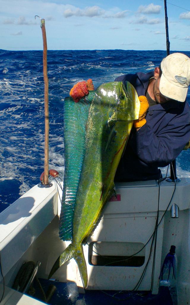 Big game fishing dolphinfish Martinique fish