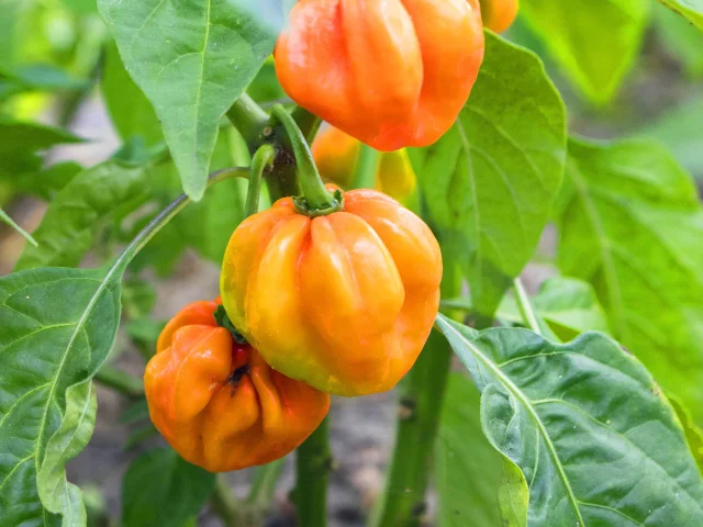 Piment Bondamanjak Épice Martinique