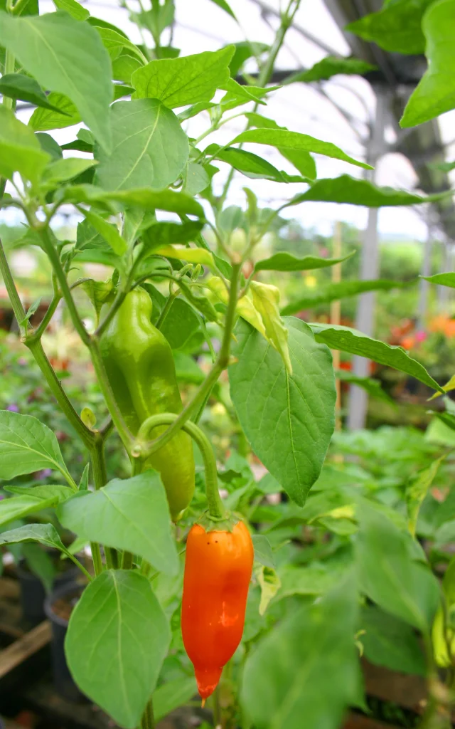 Piment Végétarien Épice Martinique