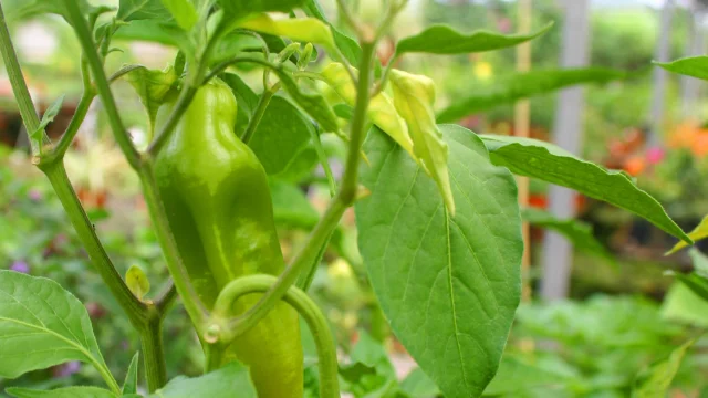 Piment Végétarien Épice Martinique