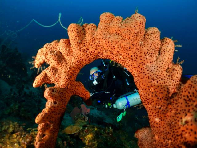 Corail Plongeur A Papa d'Lo Saint-Pierre Martinique