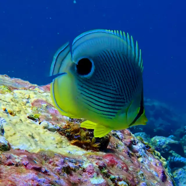 Poisson Chirurgien Club An Dlo Plongée Diamant Martinique