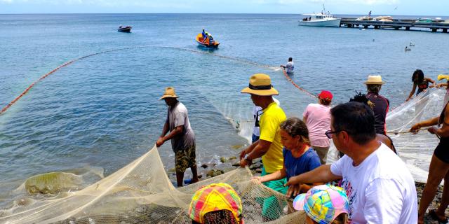 Tirer la pêche à la senne Bellefontaine Martinique