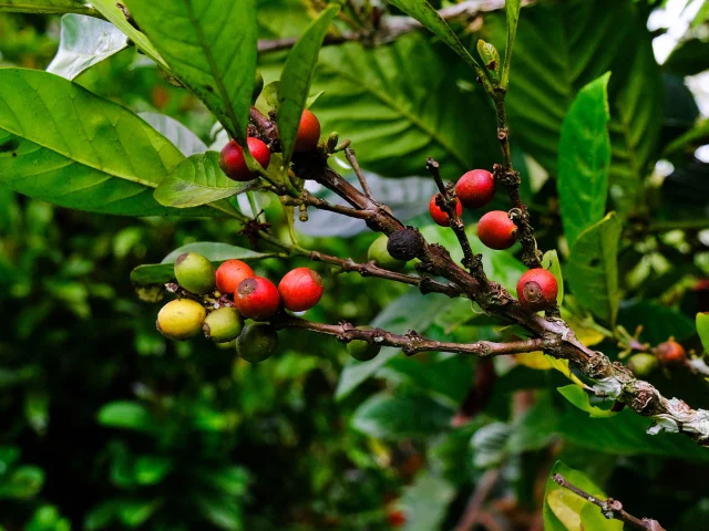 Café Jardin restaurant Chaudiere Morne-Rouge Martinique