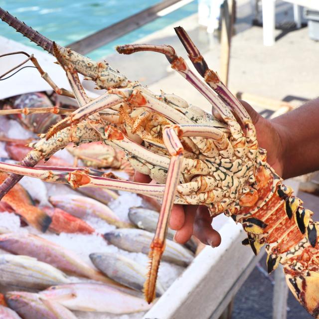 Langouste Sainte-Luce Martinique