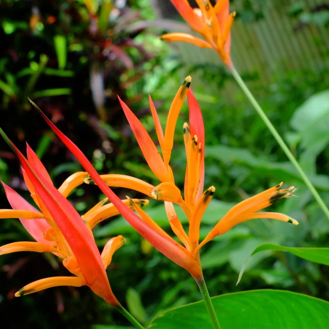 Oiseau du paradis Jardin Restaurant Chaudiere Morne-Rouge Martinique