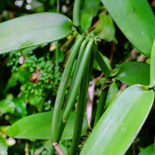 vanilla-garden-chaudiere-mornerouge-martinique