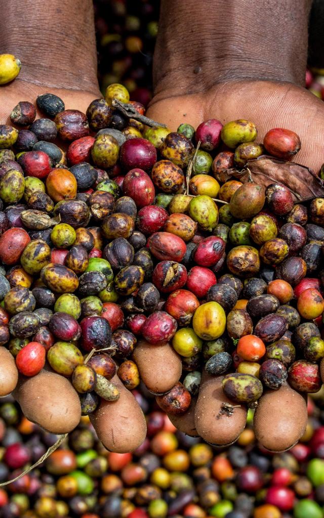 Torréfaction Café Monde des Épices Lamentin Martinique