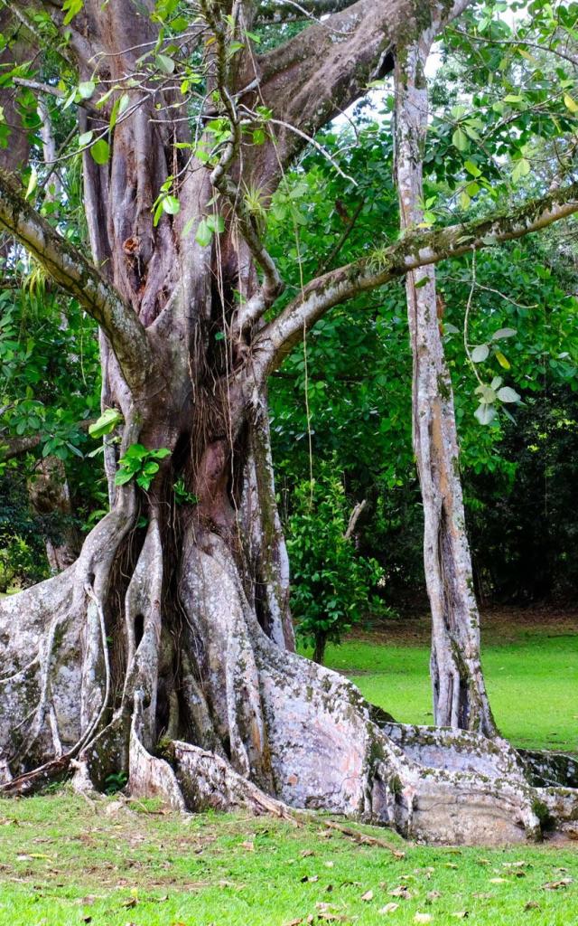 Jardin remarquable HSE Rhumerie Habitation Saint-Etienne Gros-Morne Martinique