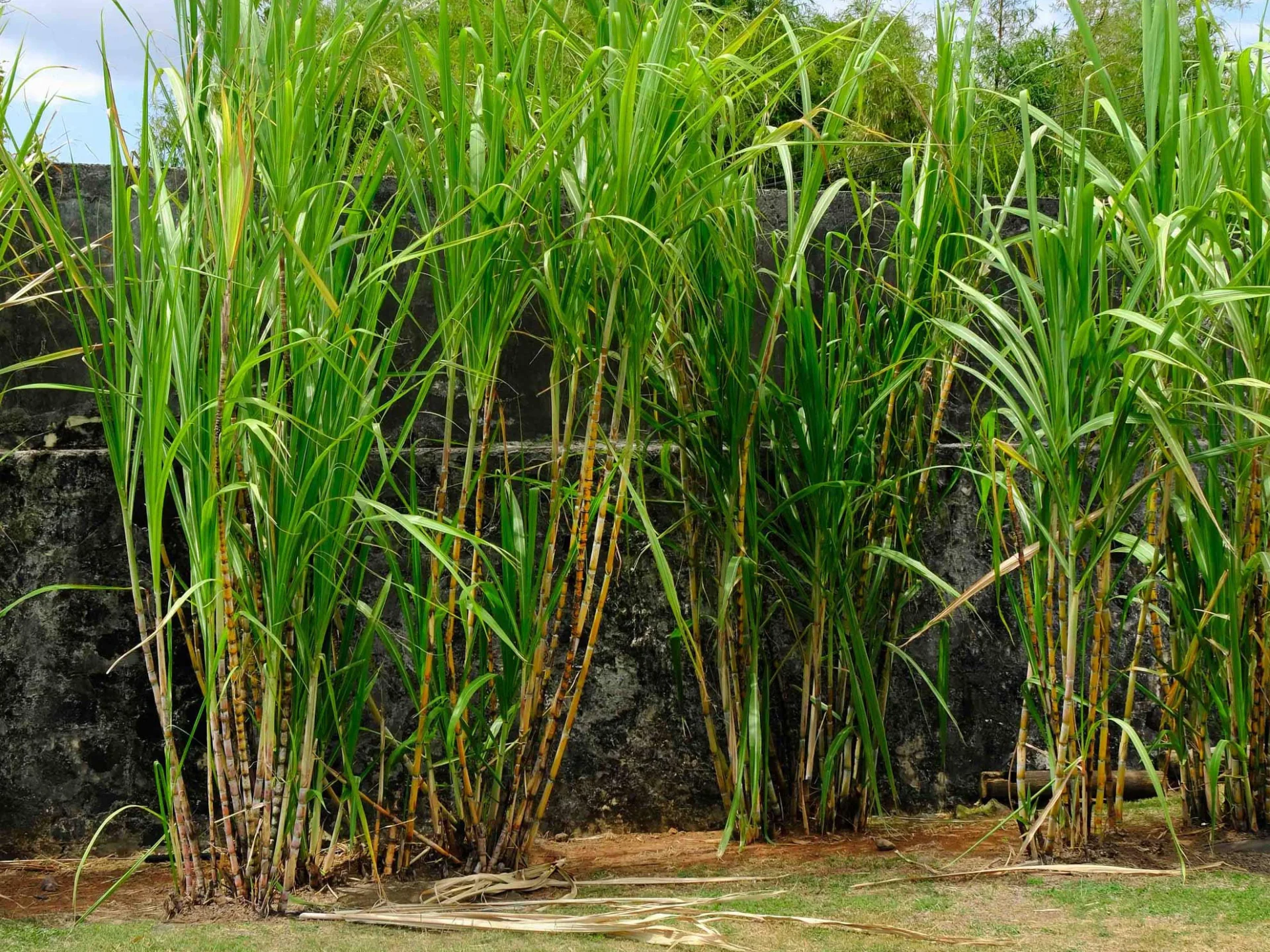 Canne à sucre Rhumerie Plantation Trois Rivières Sainte-Luce Martinique