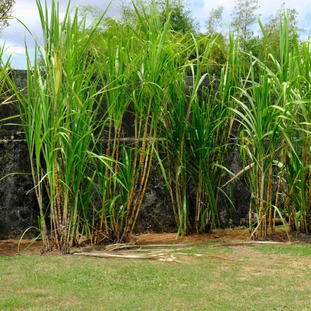 Canne à sucre Rhumerie Plantation Trois Rivières Sainte-Luce Martinique