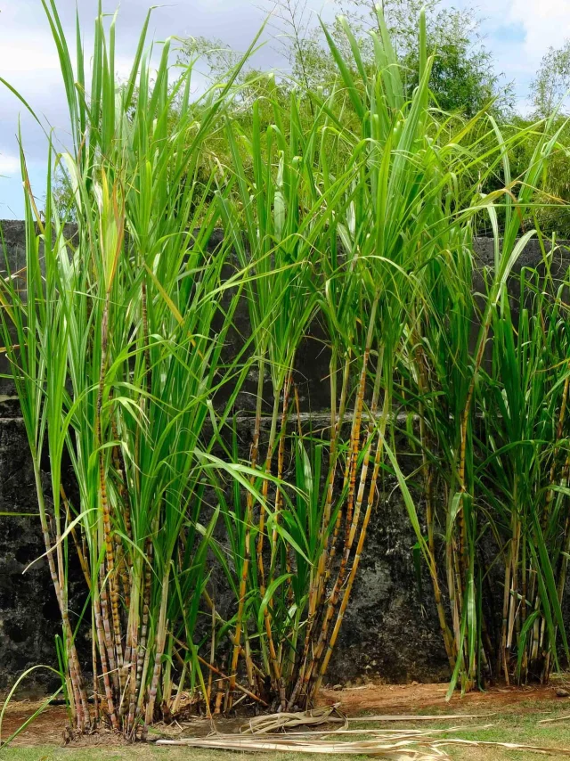 Canne à sucre Rhumerie Plantation Trois Rivières Sainte-Luce Martinique