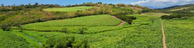 Champs de canne à sucre Rhumerie Plantation Trois Rivières Sainte-Luce Martinique