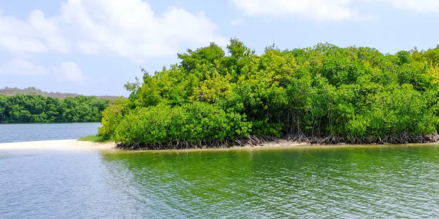 Mangrove Sainte-Anne Martinique