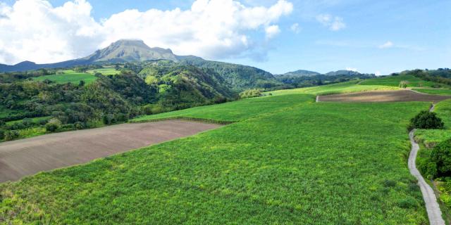 Champ de cannes Montagne Pelée Distillerie Depaz Saint-Pierre Martinique