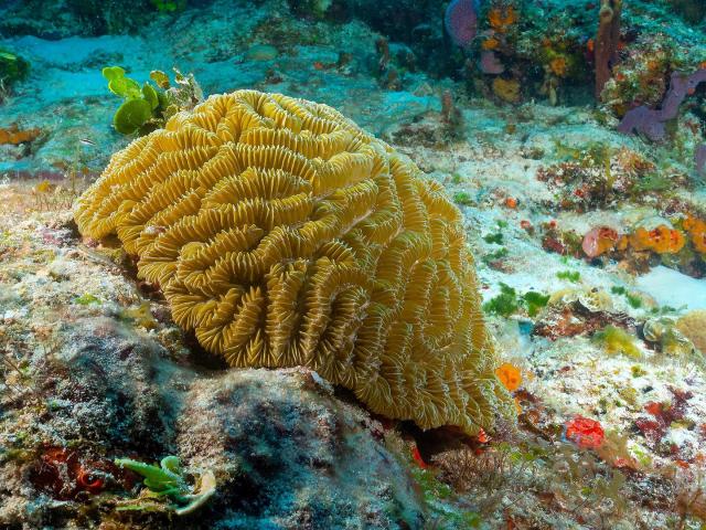 Corail Méandrine Martinique