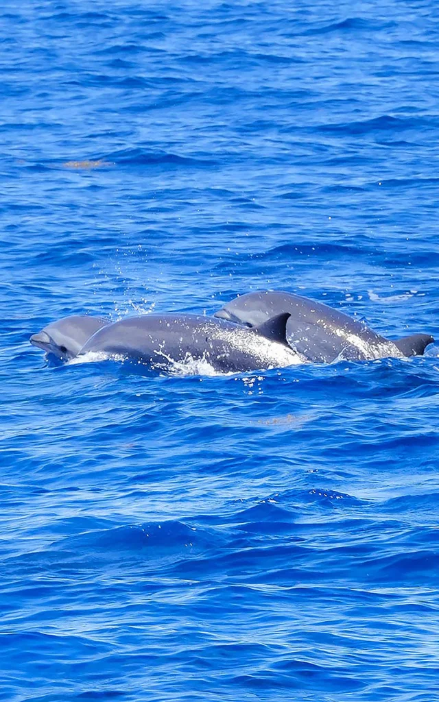 dolphindefraser2-Lagenodelphishosei-catamaran-aliotis-lesansesd'arlet-martinique