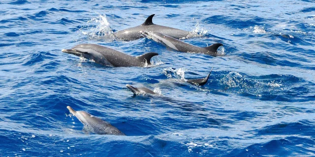 Dauphin tacheté pantropical Stenella attenuata Catamaran Blue Dream Trois-îlets Martinique